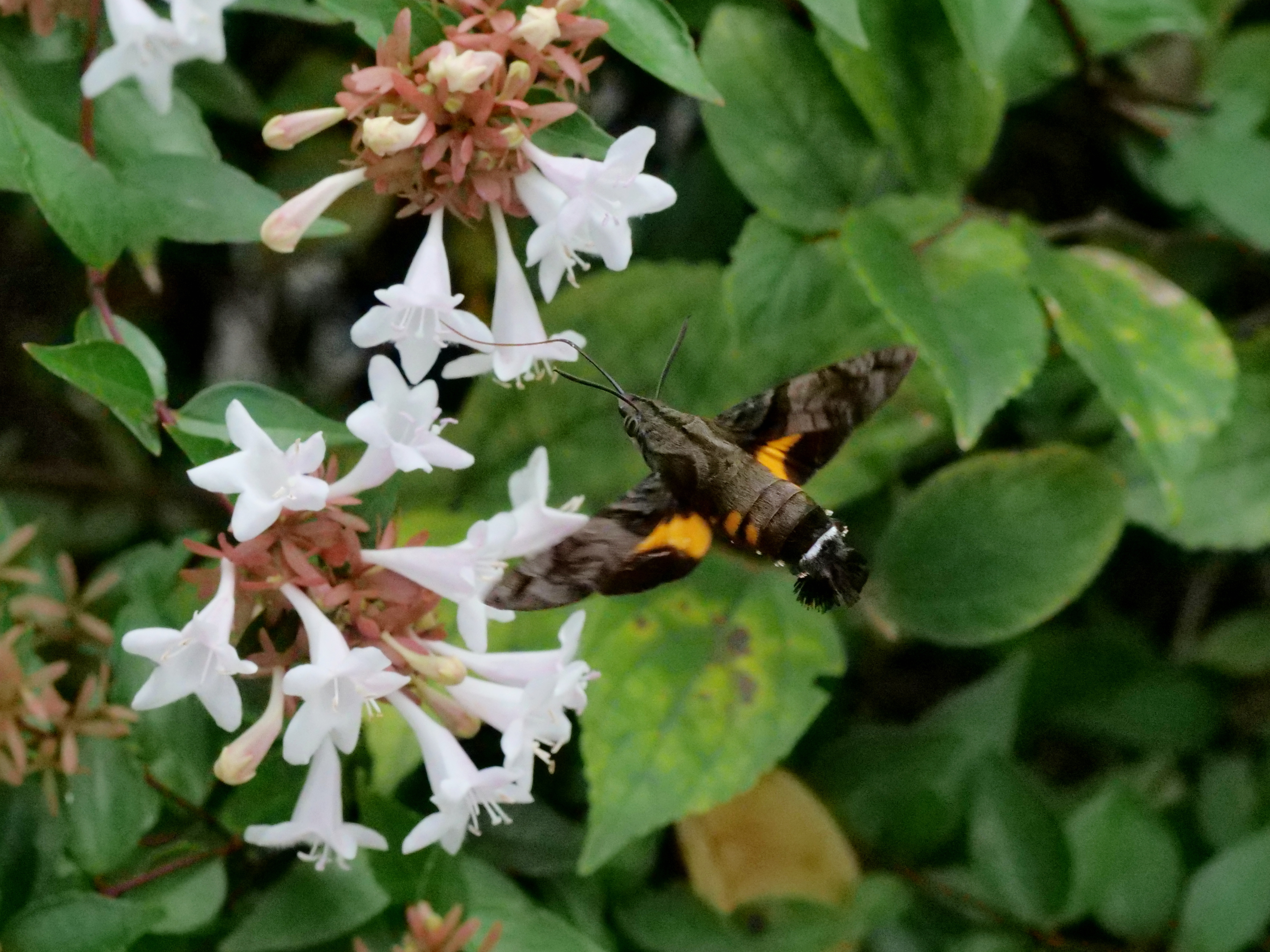 和名別 立川いきものデータベース